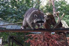 wildfreigehege_082